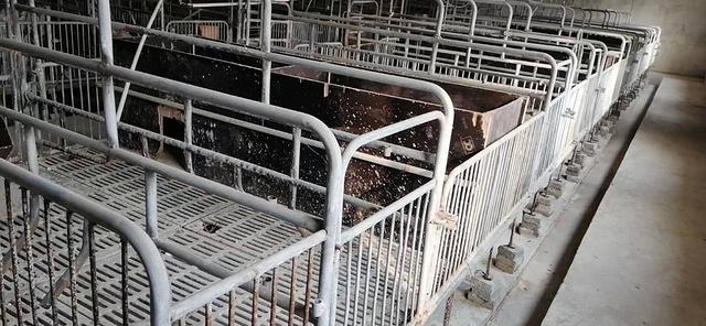 大型养猪场出租