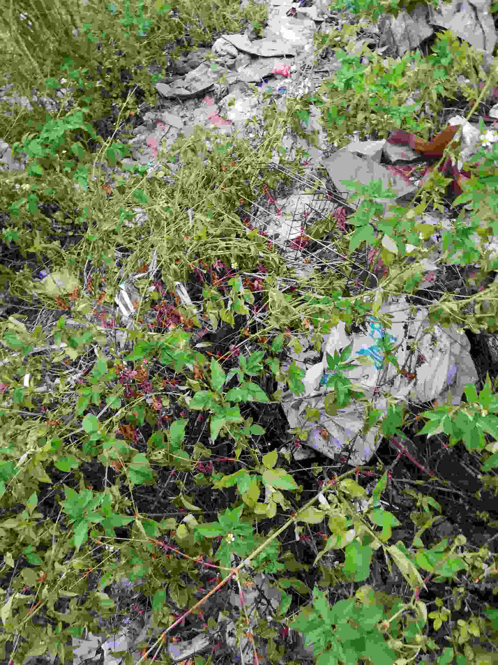 出售四会市土地面积33333㎡建筑面积0㎡无建筑物厂房